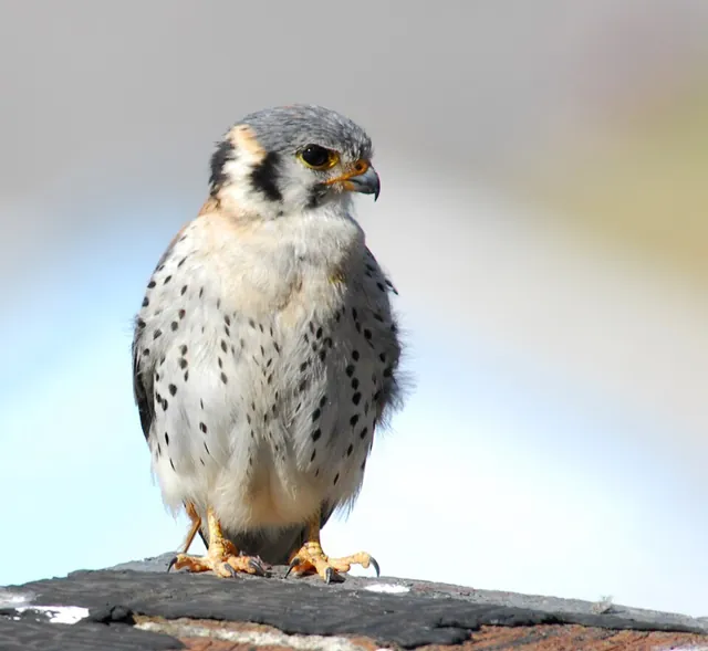 American Kestrel (Falco sparverius)