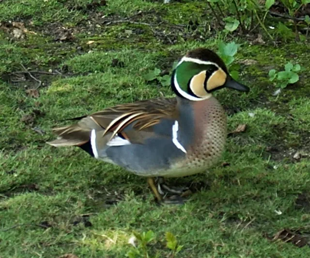 Baikal Teal (Sibirionetta formosa)