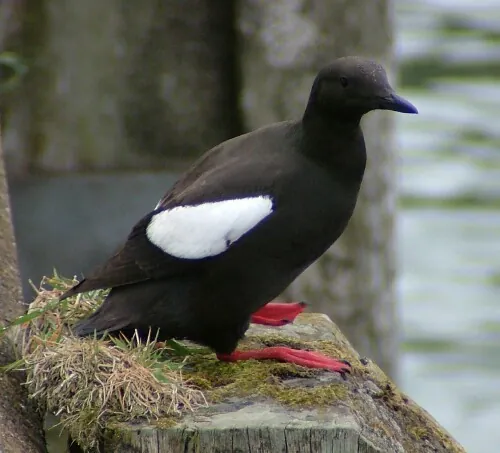 Black Guillemot (Cepphus grylle)