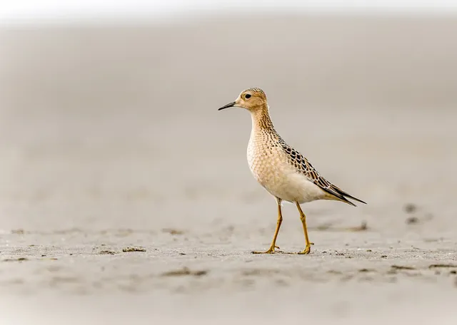 Buff-breasted Sandpiper (Calidris subruficollis)