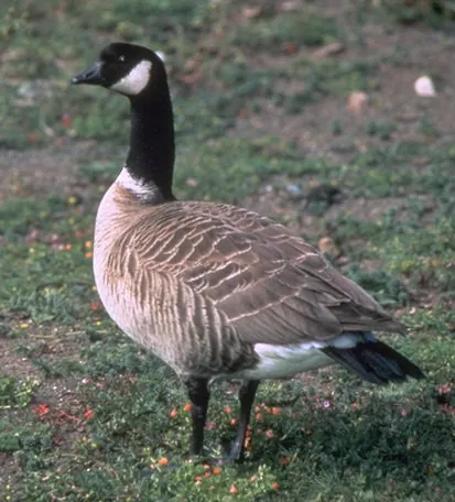 Cackling Goose (Branta hutchinsii)