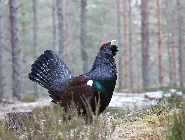 Capercaillie (Tetrao urogallus)