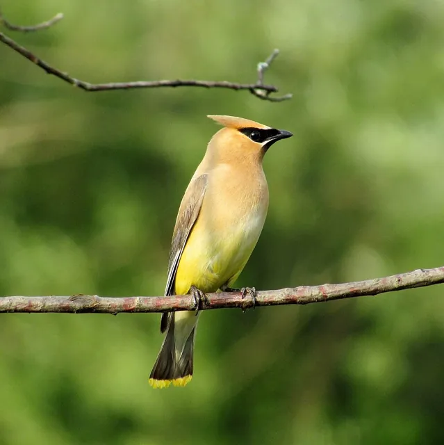 Cedar Waxwing (Bombycilla cedrorum)