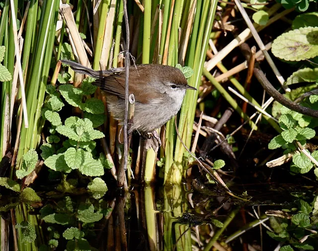 Cetti's Warbler (Cettia cetti)