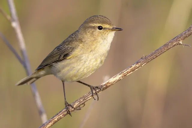 Chiffchaff (Phylloscopus collybita)