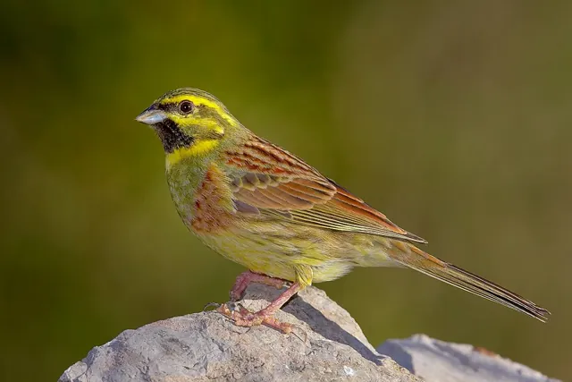 Cirl Bunting (Emberiza cirlus)