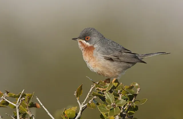 Eastern Subalpine Warbler (Curruca cantillans)