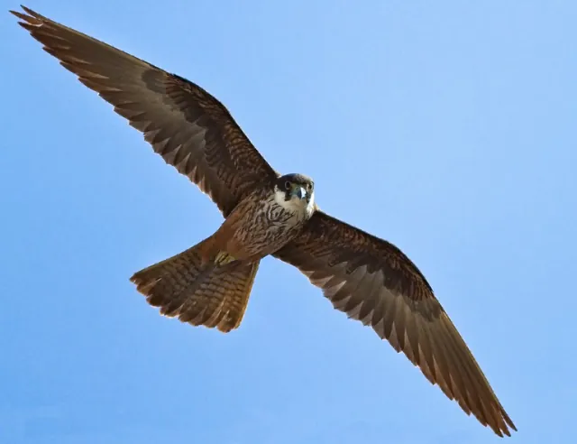 Eleonora's Falcon (Falco eleonorae)