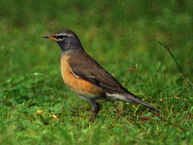 Eyebrowed Thrush (Turdus obscurus)