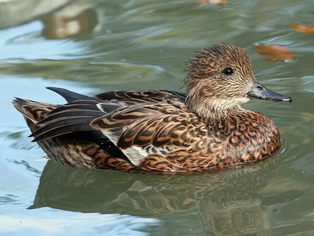 Falcated Duck (Mareca falcata)