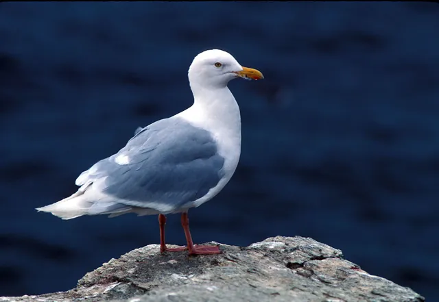 Glaucous Gull (Larus hyperboreus)