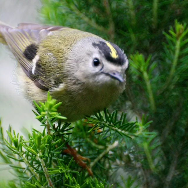 Goldcrest (Regulus regulus)