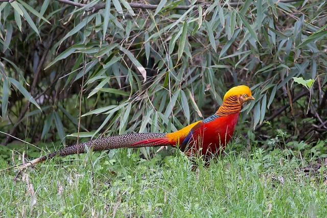 Golden Pheasant (Chrysolophus pictus)