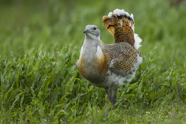 Great Bustard (Otis tarda)