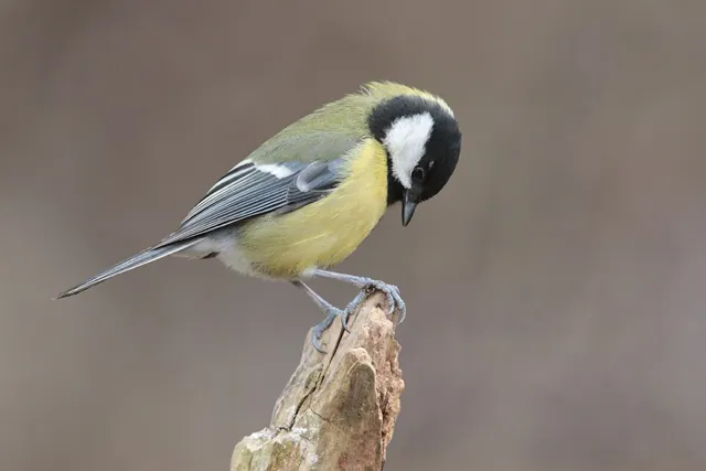Great Tit (Parus major)