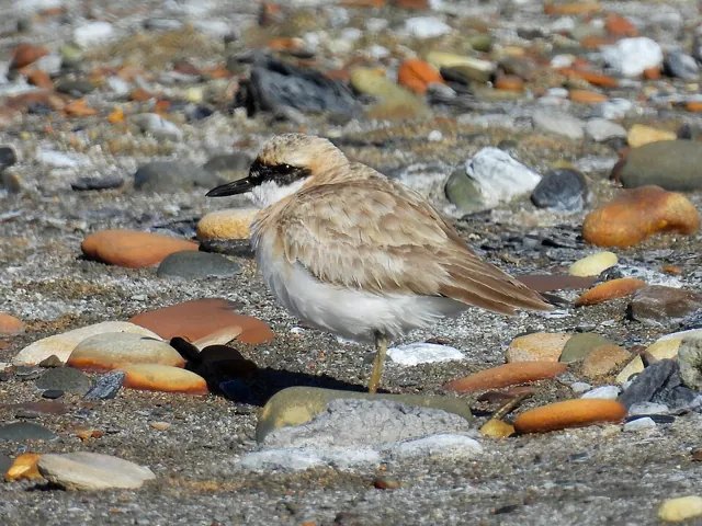 Greater Sand Plover (Anarhynchus leschenaultii)