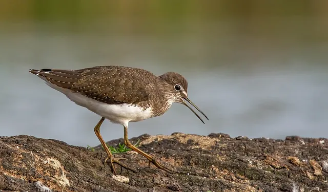 Green Sandpiper (Tringa ochropus)