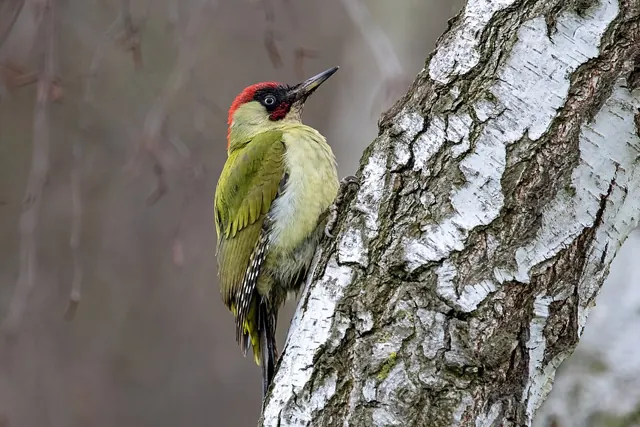 Green Woodpecker (Picus viridis)