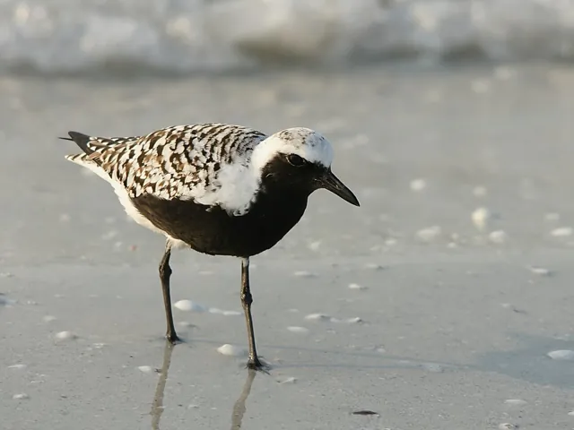 Grey Plover (Pluvialis squatarola)
