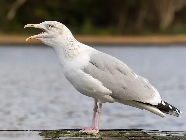Herring Gull (Larus argentatus)
