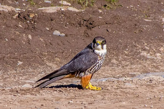 Hobby (Falco subbuteo)