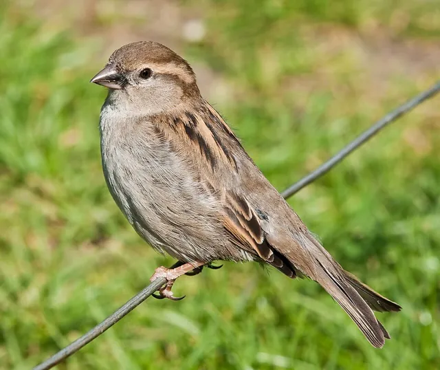 House Sparrow (Passer domesticus)