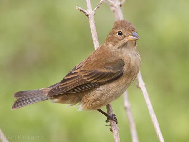 Indigo Bunting (Passerina cyanea)