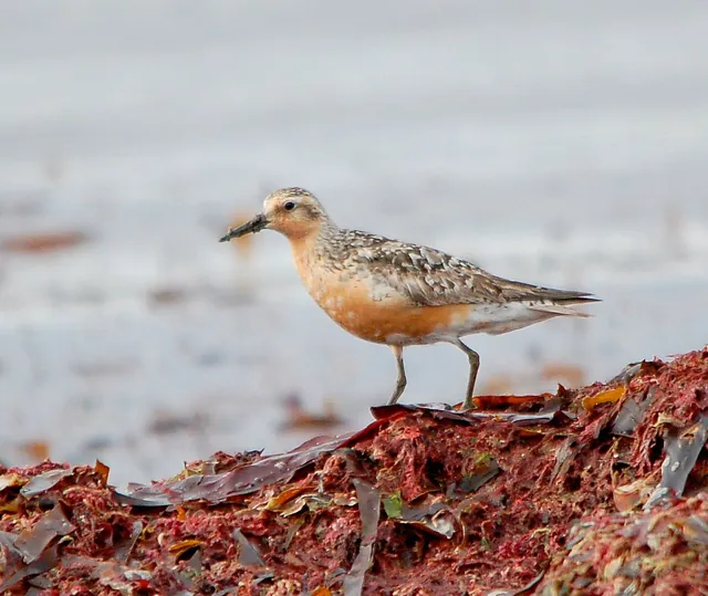 Knot (Calidris canutus)