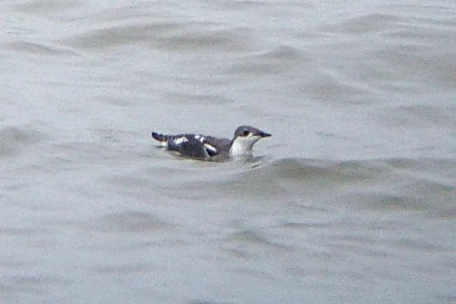 Long-billed Murrelet (Brachyramphus perdix)