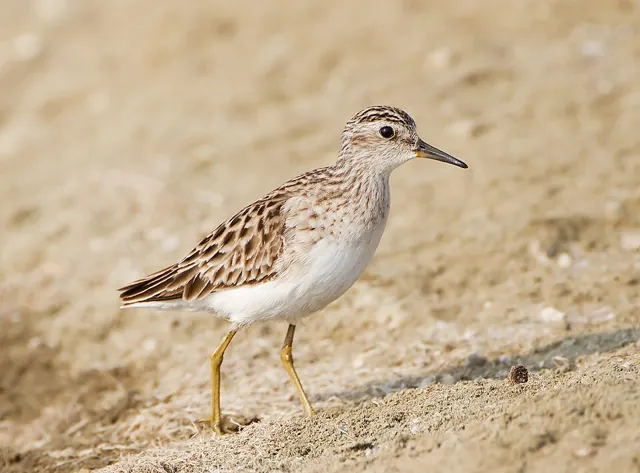Long-toed Stint (Calidris subminuta)