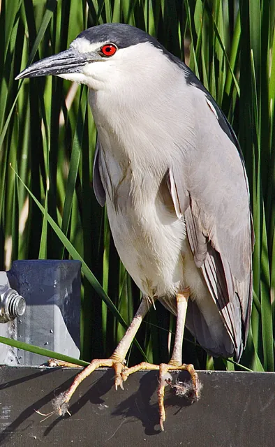 Night-heron (Nycticorax nycticorax)