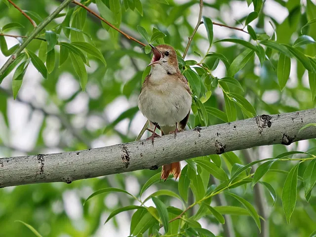 Nightingale (Luscinia megarhynchos)