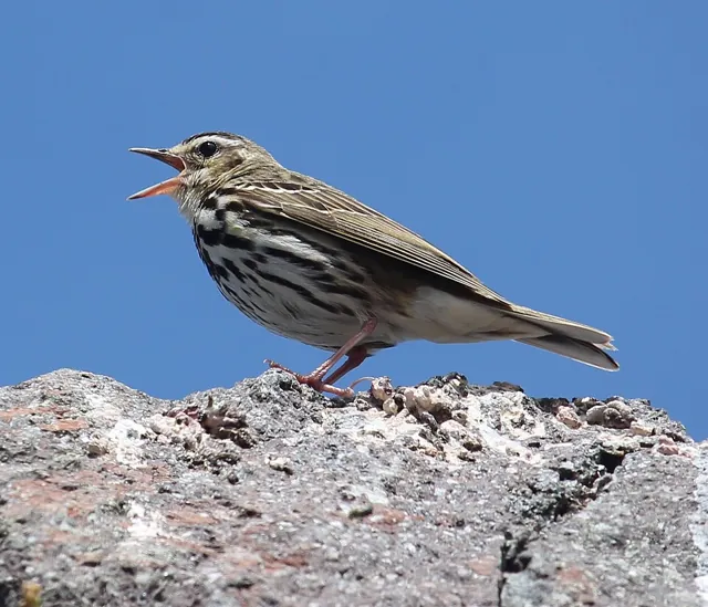 Olive-backed Pipit (Anthus hodgsoni)
