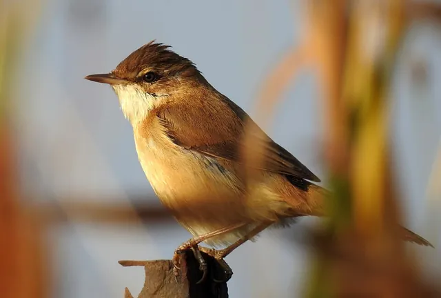 Paddyfield Warbler (Acrocephalus agricola)