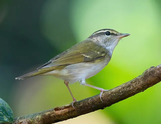 Pale-legged Leaf Warbler (Phylloscopus tenellipes)