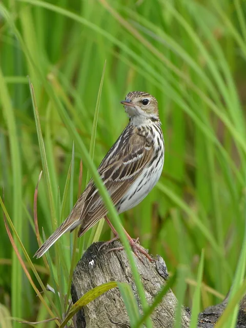 Pechora Pipit (Anthus gustavi)