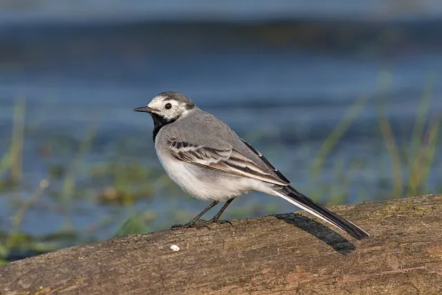 Pied Wagtail (Motacilla alba)