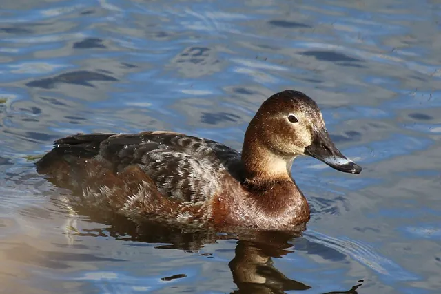 Pochard (Aythya ferina)