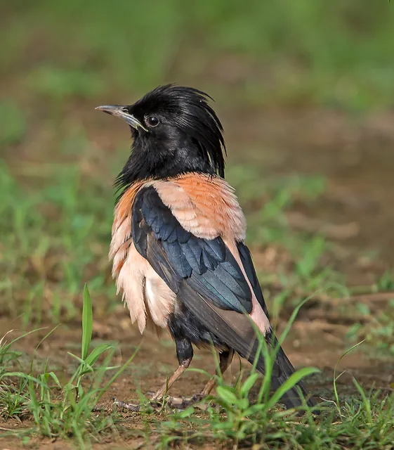 Rose-coloured Starling (Pastor roseus)