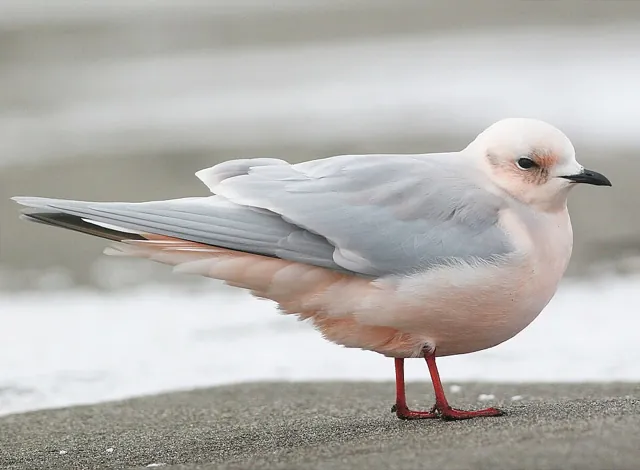 Ross's Gull (Rhodostethia rosea)