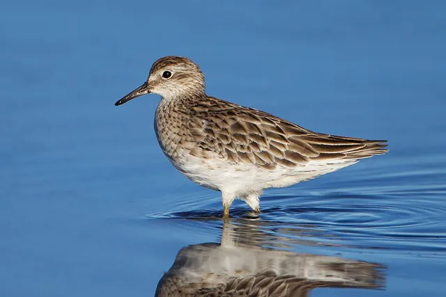 Sharp-tailed Sandpiper (Calidris acuminata)