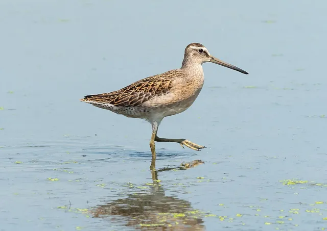Short-billed Dowitcher (Limnodromus griseus)