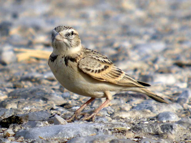 Short-toed Lark (Calandrella brachydactyla)