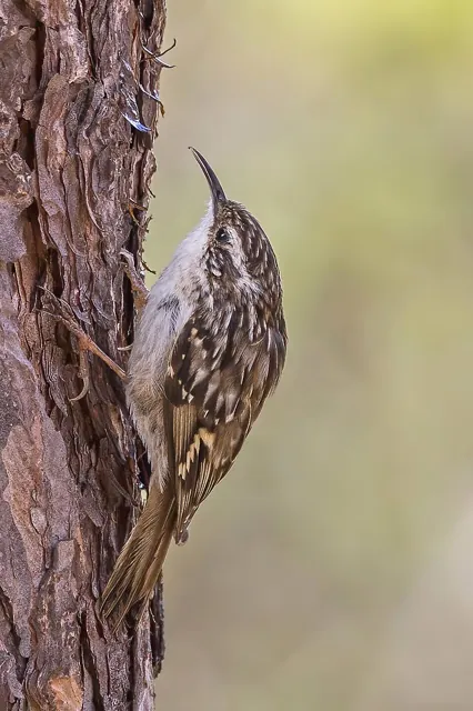 Short-toed Treecreeper (Certhia brachydactyla)