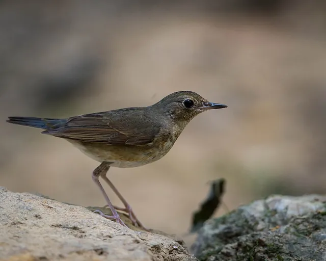 Siberian Blue Robin (Larvivora cyane)