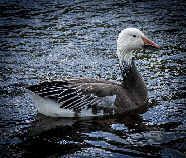 Snow Goose (Anser caerulescens)