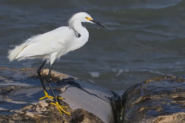 Snowy Egret (Egretta thula)
