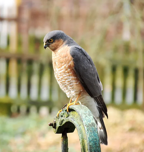 Sparrowhawk (Accipiter nisus)