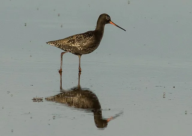 Spotted Redshank (Tringa erythropus)
