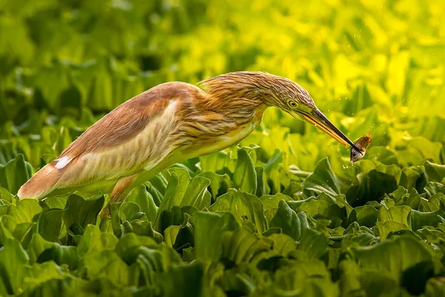 Squacco Heron (Ardeola ralloides)